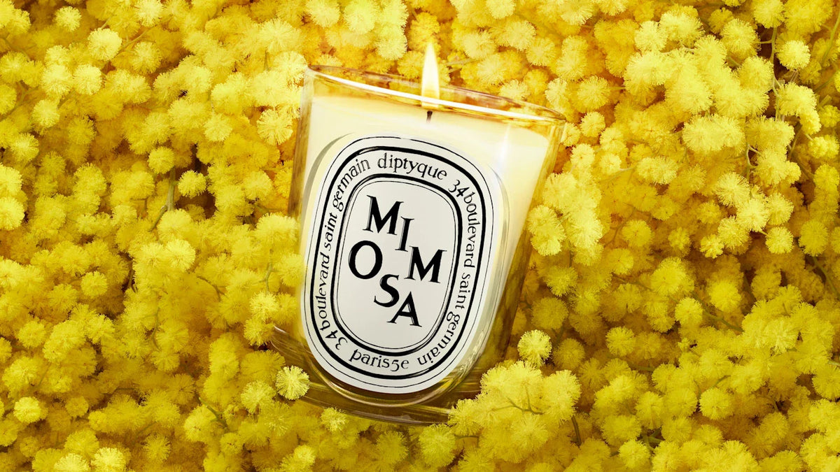 Mimosa